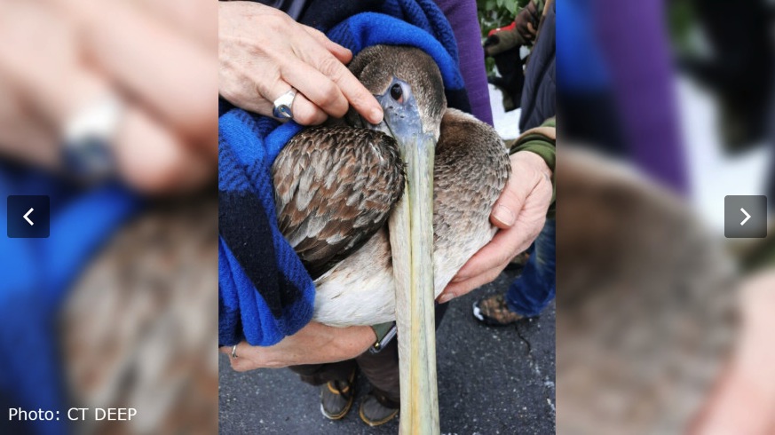 MMK figures prominently in 'Arvy', the brown pelican, rescue